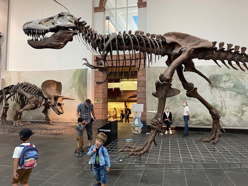 Seckenberg museu , historia natural